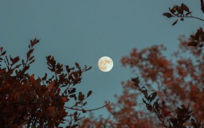 Parasites and the Full Moon